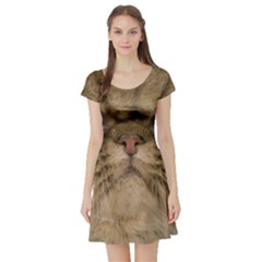 Cute Persian Cat Face In Closeup Short Sleeve Skater Dress by Amaryn4rt