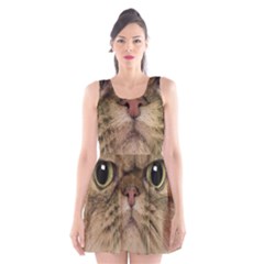 Cute Persian Cat Face In Closeup Scoop Neck Skater Dress by Amaryn4rt