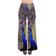 Multi Colored Peacock Pants