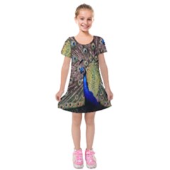 Multi Colored Peacock Kids  Short Sleeve Velvet Dress