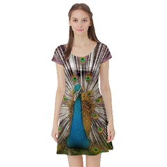 Indian Peacock Plumage Short Sleeve Skater Dress by Simbadda