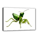 Mantis Canvas 18  x 12  View1