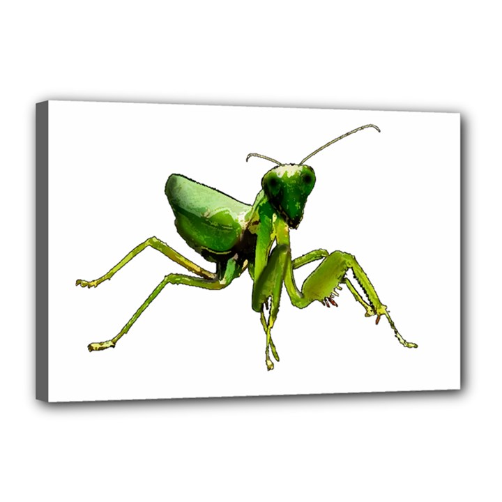 Mantis Canvas 18  x 12 