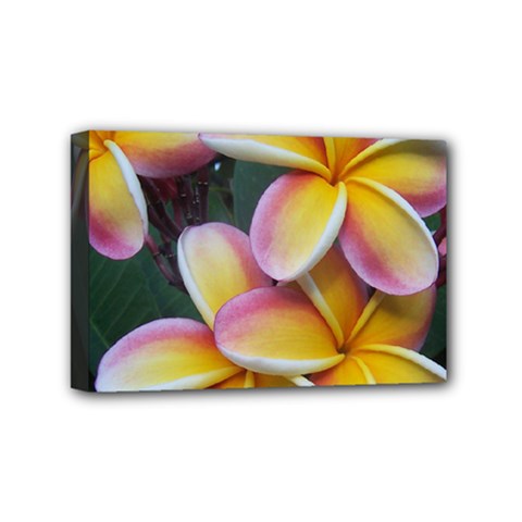 Premier Mix Flower Mini Canvas 6  X 4  by alohaA