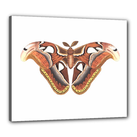 Butterfly Animal Insect Isolated Canvas 24  X 20  by Simbadda