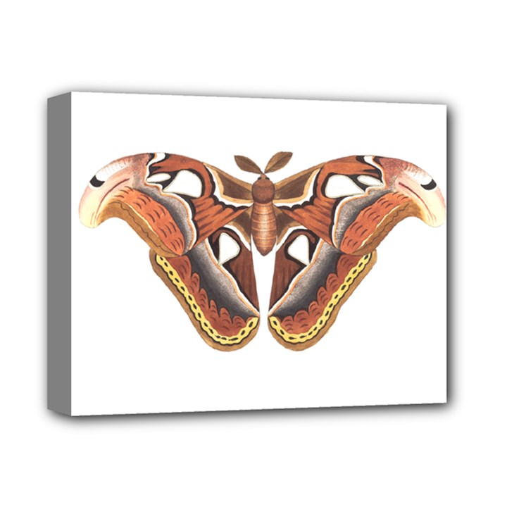 Butterfly Animal Insect Isolated Deluxe Canvas 14  x 11 