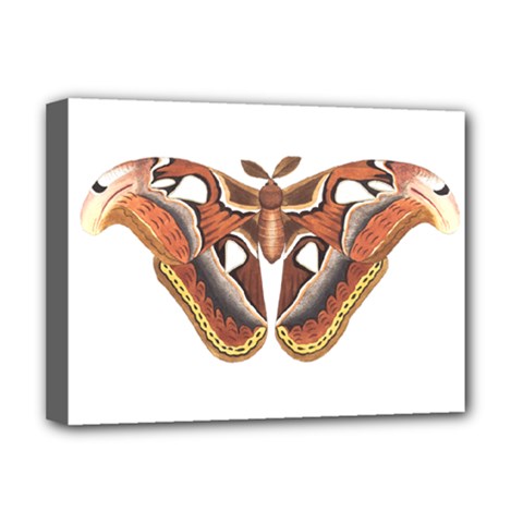 Butterfly Animal Insect Isolated Deluxe Canvas 16  X 12   by Simbadda