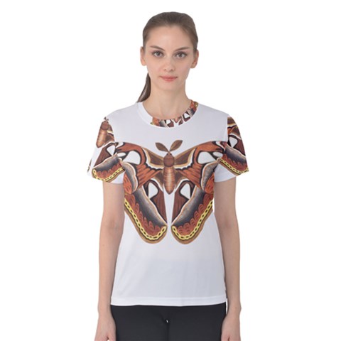 Butterfly Animal Insect Isolated Women s Cotton Tee by Simbadda