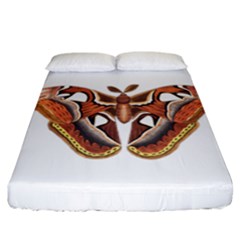 Butterfly Animal Insect Isolated Fitted Sheet (california King Size)