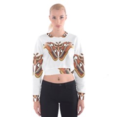 Butterfly Animal Insect Isolated Women s Cropped Sweatshirt