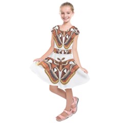 Butterfly Animal Insect Isolated Kids  Short Sleeve Dress by Simbadda