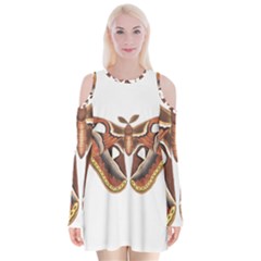 Butterfly Animal Insect Isolated Velvet Long Sleeve Shoulder Cutout Dress