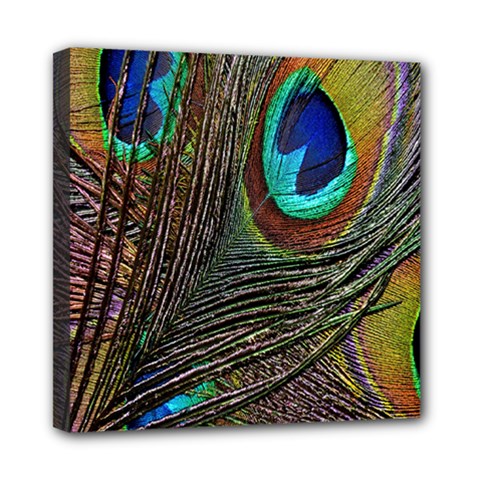 Peacock Feathers Mini Canvas 8  X 8  by Simbadda