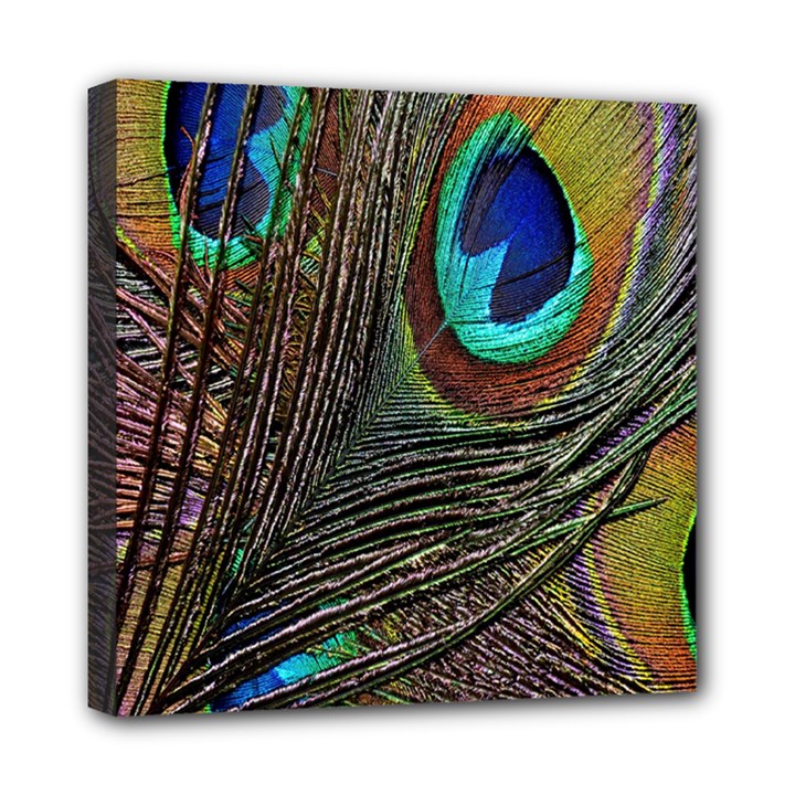 Peacock Feathers Mini Canvas 8  x 8 