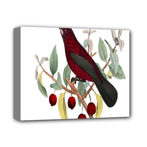 Bird On Branch Illustration Deluxe Canvas 14  X 11  by Amaryn4rt