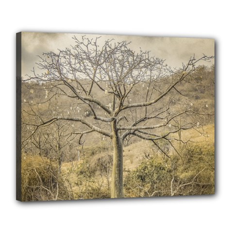 Ceiba Tree At Dry Forest Guayas District   Ecuador Canvas 20  X 16  by dflcprints