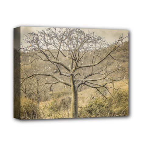 Ceiba Tree At Dry Forest Guayas District   Ecuador Deluxe Canvas 14  X 11  by dflcprints