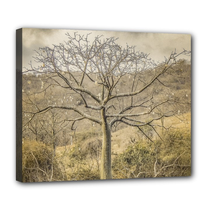 Ceiba Tree At Dry Forest Guayas District   Ecuador Deluxe Canvas 24  x 20  