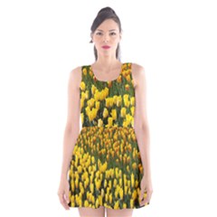 Colorful Tulips In Keukenhof Gardens Wallpaper Scoop Neck Skater Dress by Simbadda