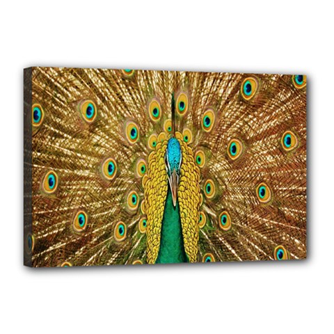 Peacock Bird Feathers Canvas 18  X 12  by Simbadda