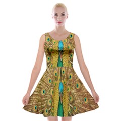 Peacock Bird Feathers Velvet Skater Dress by Simbadda