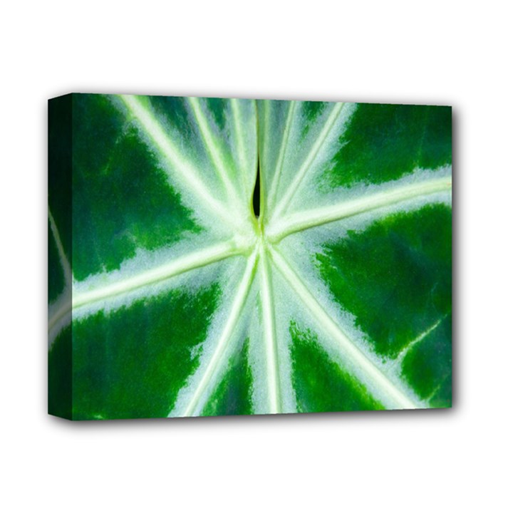 Green Leaf Macro Detail Deluxe Canvas 14  x 11 