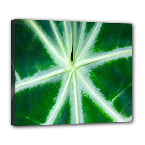 Green Leaf Macro Detail Deluxe Canvas 24  X 20   by Nexatart