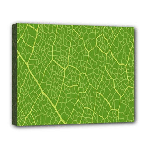 Green Leaf Line Deluxe Canvas 20  X 16   by Mariart