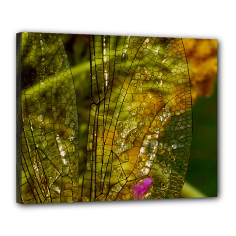 Dragonfly Dragonfly Wing Insect Canvas 20  X 16  by Nexatart