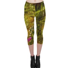 Dragonfly Dragonfly Wing Insect Capri Leggings  by Nexatart