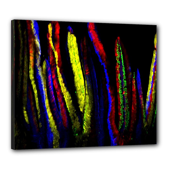 Multicolor Lineage Tracing Confetti Elegantly Illustrates Strength Combining Molecular Genetics Micr Canvas 24  x 20 