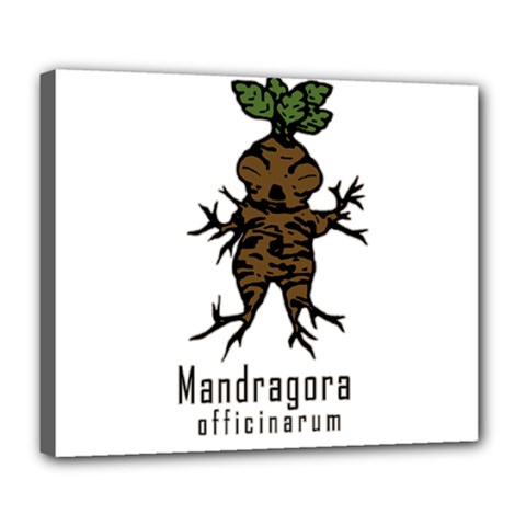 Mandrake Plant Deluxe Canvas 24  X 20   by Valentinaart