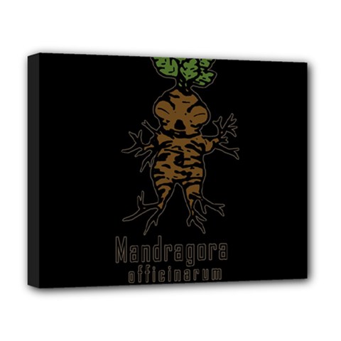 Mandrake Plant Deluxe Canvas 20  X 16   by Valentinaart