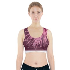 Big Bang Sports Bra With Pocket