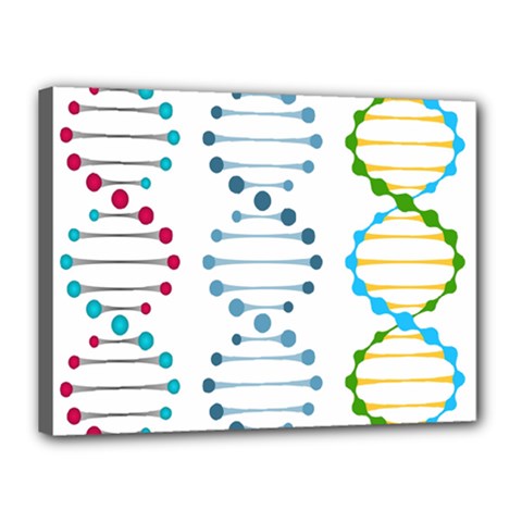 Genetic Dna Blood Flow Cells Canvas 16  X 12  by Mariart