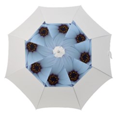 Daisy Flower Floral Plant Summer Straight Umbrellas by Nexatart