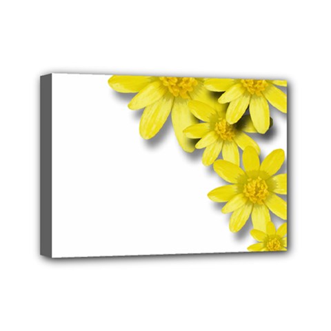 Flowers Spring Yellow Spring Onion Mini Canvas 7  X 5  by Nexatart