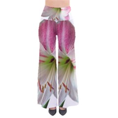 Flower Blossom Bloom Amaryllis Pants by Nexatart