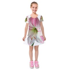 Flower Blossom Bloom Amaryllis Kids  Short Sleeve Velvet Dress by Nexatart