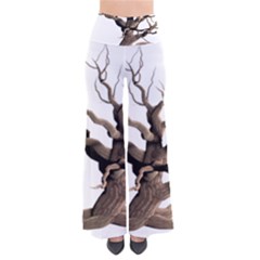 Tree Isolated Dead Plant Weathered Pants by Nexatart