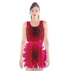 Flower Isolated Transparent Blossom Scoop Neck Skater Dress by Nexatart