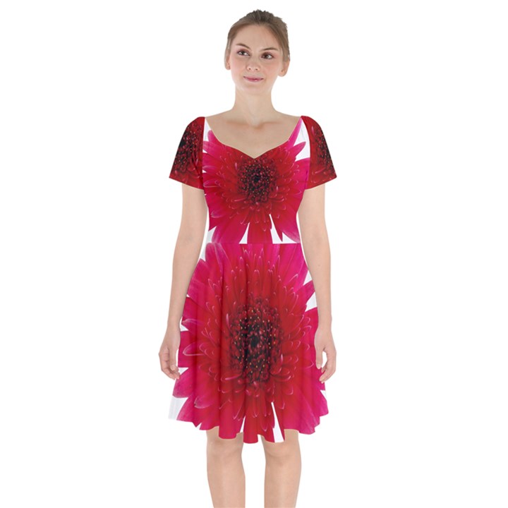 Flower Isolated Transparent Blossom Short Sleeve Bardot Dress