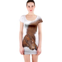 Squirrel Wild Animal Animal World Short Sleeve Bodycon Dress by Nexatart