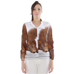 Squirrel Wild Animal Animal World Wind Breaker (women) by Nexatart