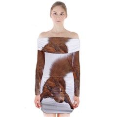 Squirrel Wild Animal Animal World Long Sleeve Off Shoulder Dress by Nexatart