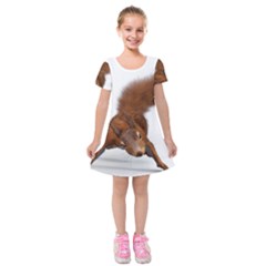 Squirrel Wild Animal Animal World Kids  Short Sleeve Velvet Dress by Nexatart