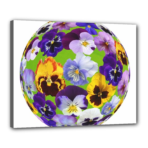 Spring Pansy Blossom Bloom Plant Canvas 20  X 16  by Nexatart