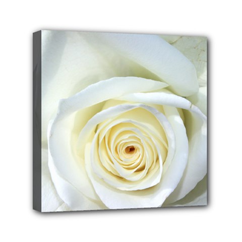 Flower White Rose Lying Mini Canvas 6  X 6  by Nexatart