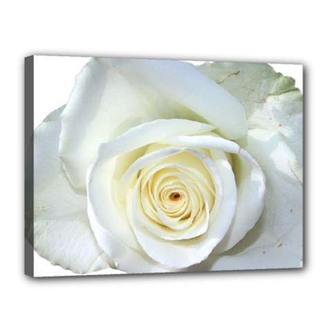 Flower White Rose Lying Canvas 16  X 12  by Nexatart