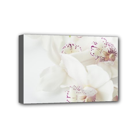 Orchids Flowers White Background Mini Canvas 6  X 4  by Nexatart